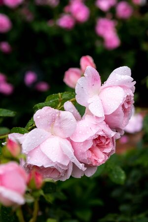 Pink Rose flower with raindrops on background pink roses flowers. Nature.の写真素材