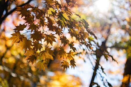 close-up colorful fall foliage in sunny day. beautiful autumn landscape backgroundの写真素材