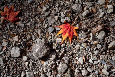 Colorful various Autumn fallen leaves on the ground. dried leaf cover surface of land. close-up, top view from above, multicolor beautiful concept seasonal backgroundsの写真素材