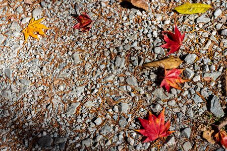 Colorful various Autumn fallen leaves on the ground. dried leaf cover surface of land. close-up, top view from above, multicolor beautiful concept seasonal backgroundsの写真素材