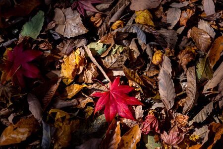 Colorful various Autumn fallen leaves on the ground. dried leaf cover surface of land. close-up, top view from above, multicolor beautiful concept seasonal backgroundsの写真素材