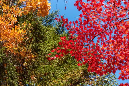 Beautiful Autumn landscape background. Colorful fall foliage in sunny day