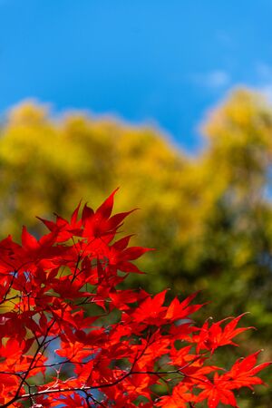 close-up colorful fall foliage in sunny day. beautiful autumn landscape backgroundの写真素材