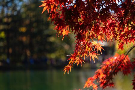 close-up colorful fall foliage in sunny day. beautiful autumn landscape backgroundの写真素材