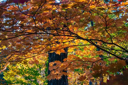 Beautiful Autumn landscape background. Colorful fall foliage in sunny day