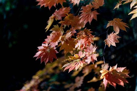 close-up colorful fall foliage in sunny day. beautiful autumn landscape backgroundの写真素材