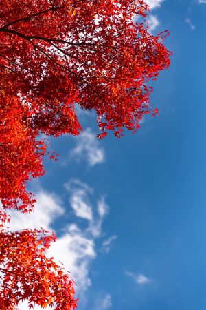 Beautiful Autumn landscape background. Colorful fall foliage in sunny dayの写真素材