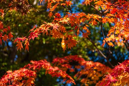 Beautiful Autumn landscape background. Colorful fall foliage in sunny dayの写真素材