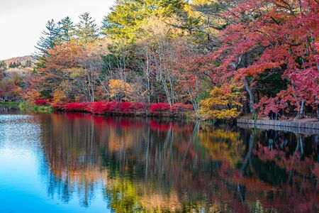 Kumobaike Pond autumn foliage scenery view, multicolor reflecting on surface in sunny day. Colorful trees with red, orange, yellow, golden colors around the park Karui inzawa, Nagano Prefecture, Japanの写真素材