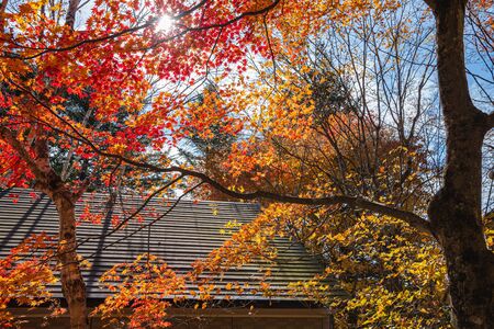 Karuizawa scenery view, one of best-known villages in Japan. colorful tree with red, orange, yellow, green, golden colors around the country house in sunny day, Nagano Prefecture, Japanの写真素材