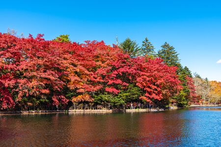 Kumobaike Pond autumn foliage scenery view, multicolor reflecting on surface in sunny day. Colorful trees with red, orange, yellow, golden colors around the park Karui inzawa, Nagano Prefecture, Japanの写真素材