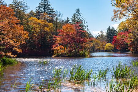 Kumobaike Pond autumn foliage scenery view, multicolor reflecting on surface in sunny day. Colorful...