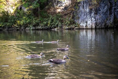 Geibi Gorge (Geibikei) Autumn foliage scenery view in sunny day. Many wild ducks in the gorge and they flock around seeking boats food when sightseeing pass by Ichinoseki, Iwate Prefecture, Japanの写真素材