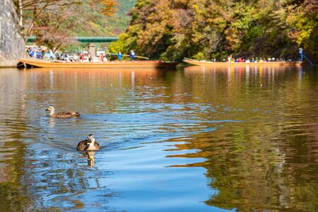 Geibi Gorge (Geibikei) Autumn foliage scenery view in sunny day. Many wild ducks in the gorge and they flock around seeking boats food when sightseeing pass by. Ichinoseki, Iwate Prefecture, Japanの写真素材