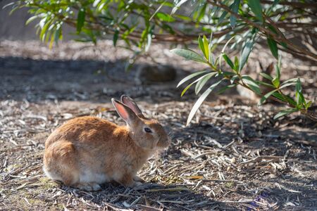 Cute wild rabbits on Okunoshima Island in sunny weaher, as known as the Rabbit Island. Numerous...