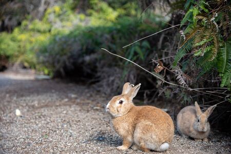 Cute wild rabbits on Okunoshima Island in sunny weaher, as known as the "Rabbit Island". Numerous feral rabbits that roam the island, they are rather tame and will approach humans. Hiroshima, Japan.の写真素材
