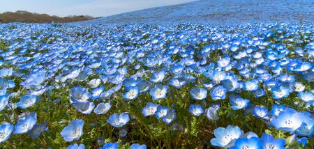 Nemophila (baby blue eyes flowers) flower field, blue flower carpetの写真素材