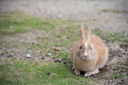 Cute wild rabbits on Okunoshima Island in sunny weaher, as known as the "Rabbit Island". Numerous feral rabbits that roam the island, they are rather tame and will approach humans. Hiroshima, Japan.の写真素材
