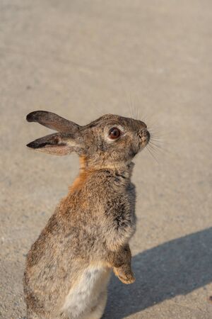 Cute wild rabbits on Okunoshima Island in sunny weaher, as known as the Rabbit Island. Numerous...