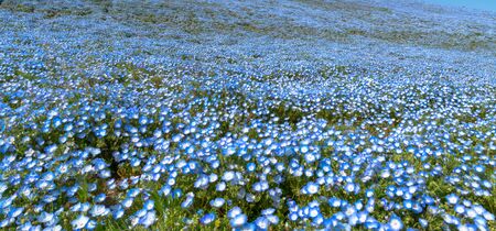 Nemophila (baby blue eyes flowers) flower field, blue flower carpetの写真素材