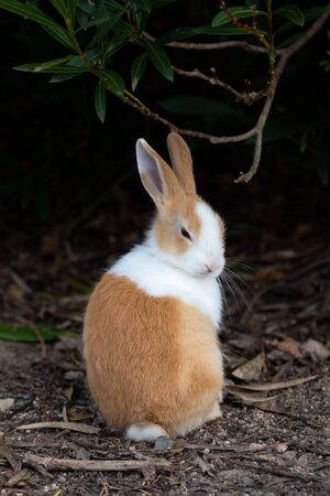 Cute wild rabbits on Okunoshima Island in sunny weaher, as known as the "Rabbit Island". Numerous feral rabbits that roam the island, they are rather tame and will approach humans. Hiroshima, Japan.の写真素材