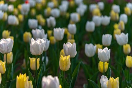 Colorful Tulip flower fields in springtime morning.の写真素材