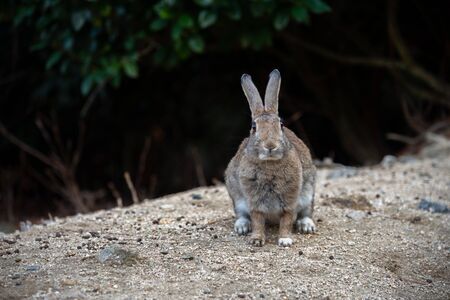 Cute wild rabbits on Okunoshima Island in sunny weaher, as known as the Rabbit Island. Numerous...