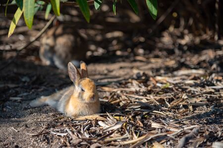Cute wild rabbits on Okunoshima Island in sunny weaher, as known as the Rabbit Island. Numerous...