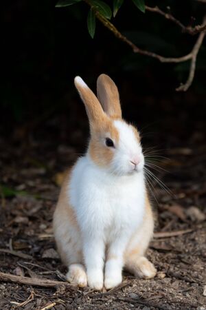 Cute wild rabbits on Okunoshima Island in sunny weaher, as known as the "Rabbit Island". Numerous feral rabbits that roam the island, they are rather tame and will approach humans. Hiroshima, Japan.の写真素材