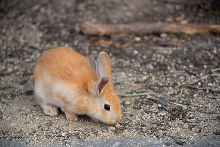 Cute wild rabbits on Okunoshima Island in sunny weaher, as known as the Rabbit Island. Numerous...