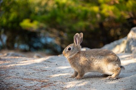 Cute wild rabbits on Okunoshima Island in sunny weaher, as known as the "Rabbit Island". Numerous feral rabbits that roam the island, they are rather tame and will approach humans. Hiroshima, Japan.の写真素材