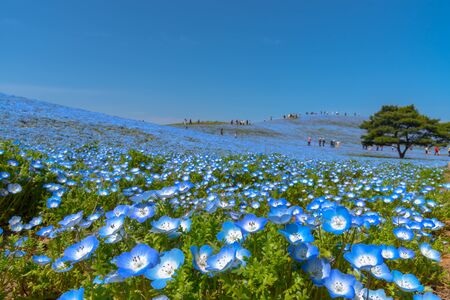 Nemophila (baby blue eyes flowers) flower field, blue flower carpetの写真素材