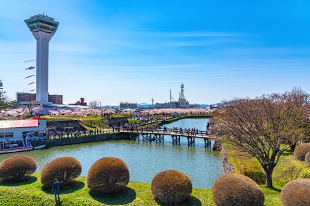 Goryokaku Park Tower in Springtime Cherry Blossom Full Bloom Season Sunny Day with Clear Blue Sky,...