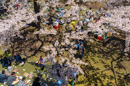 Goryokaku star fort park in springtime cherry blossom full bloom season with clear blue sky sunny...