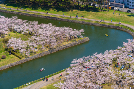 Goryokaku park in springtime cherry blossom season ( April, May ) aerial view star shaped fort in sunny day. Visitors Enjoy the Beautiful Full Bloom Sakura Flowers in Hakodate City, Hokkaido, Japanのeditorial素材