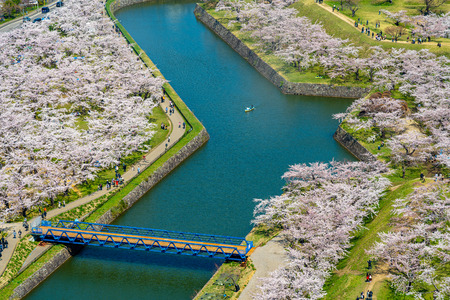 Goryokaku park in springtime cherry blossom season ( April, May ) aerial view star shaped fort in sunny day. Visitors Enjoy the Beautiful Full Bloom Sakura Flowers in Hakodate City, Hokkaido, Japanのeditorial素材