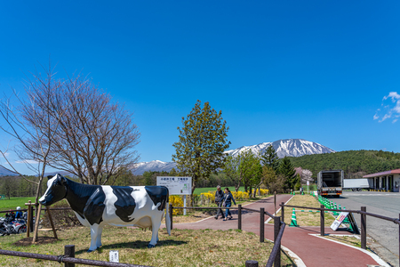 Koiwai Farm in Springtime Cherry Beauty Season ( April, May ) in Sunny Day Morning. Rural Road Scene with Beautiful Full Bloom Sakura Flowers in Town Shizukuishi, Iwate Iwate, Japanのeditorial素材