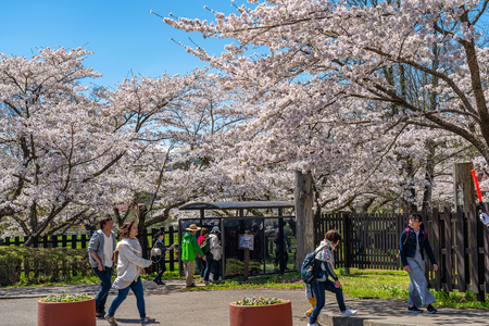 Koiwai Farm in Springtime Cherry Beauty Season ( April, May ) in Sunny Day Morning. Rural Road Scene with Beautiful Full Bloom Sakura Flowers in Town Shizukuishi, Iwate Iwate, Japanのeditorial素材