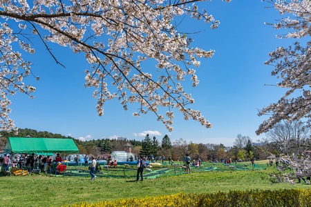 Koiwai Farm in Springtime Cherry Beauty Season ( April, May ) in Sunny Day Morning. Rural Road Scene with Beautiful Full Bloom Sakura Flowers in Town Shizukuishi, Iwate Iwate, Japanのeditorial素材