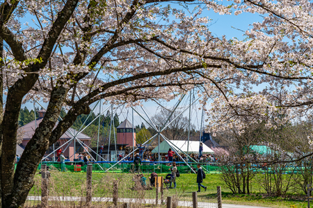 Koiwai Farm in Springtime Cherry Beauty Season ( April, May ) in Sunny Day Morning. Rural Road Scene with Beautiful Full Bloom Sakura Flowers in Town Shizukuishi, Iwate Iwate, Japanのeditorial素材