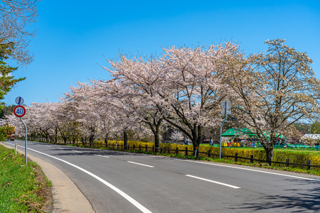 Koiwai Farm in Springtime Cherry Beauty Season ( April, May ) in Sunny Day Morning. Rural Road Scene with Beautiful Full Bloom Sakura Flowers in Town Shizukuishi, Iwate Iwate, Japanのeditorial素材