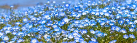 Nemophila (baby blue eyes flowers) flower field.の写真素材