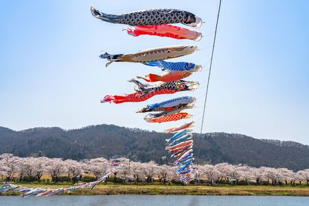 Tenshochi Park along the Kitakami River in Springtime Sunny Day Morning. Rural Scene with Beauty Full Bloom Sakura Flowers. Kitakami, Iwate Iwate, Japanのeditorial素材