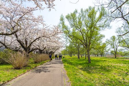 Kitakami Tenshochi Park Cherry Blossoms Matsuri Festival in Springtime Season Sunny Day. Visitors Enjoy the Beautiful Full Bloom Sakura Flowers. Iwate Reflection, Japanのeditorial素材
