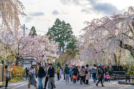 Kakunodate BukeYashiki Street (Samurai Residences) in Springtime Cherry Blossom Season Sunny Day. Japanese traditional scene, beauty full bloom pink sakura tree tree flowers. Akita, Japanのeditorial素材