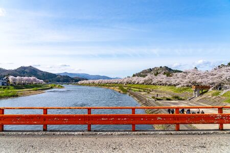 Hinokinai Riverbank in Springtime Cherry Blossom Season Rainy Day. Visitors Enjoy the Beauty Full Bloom Sakura Trees Flowers. Town Kakunodate, Semboku District, Akita Prefecture, Japanのeditorial素材