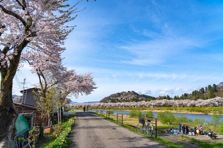 Hinokinai Riverbank in Springtime Cherry Blossom Season Rainy Day. Visitors Enjoy the Beauty Full Bloom Sakura Trees Flowers. Town Kakunodate, Semboku District, Akita Prefecture, Japanのeditorial素材