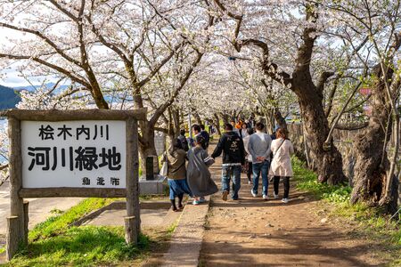 Hinokinai Riverbank in Springtime Cherry Blossom Season Sunny Day. Visitors Enjoy the Beauty Full Bloom Sakura Trees Flowers. Town Kakunodate, Semboku District, Akita Prefecture, Japan