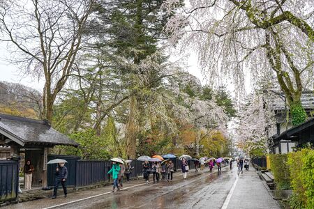 Kakunodate BukeYashiki Street (samurai residences) in springtime cherry blossom season rainy day. Japanese traditional scene, beauty full bloom pink sakura tree tree flowers. Akita, Japanのeditorial素材