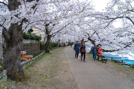 Hirosaki Park Cherry Blossoms Matsuri Festival in Springtime Season. Beauty full bloom pink sakura...